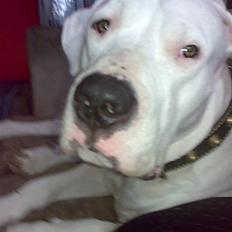 Dogo argentino Artos
