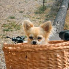 Chihuahua Laban Lykkely