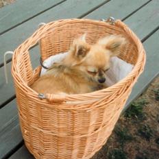 Chihuahua Laban Lykkely