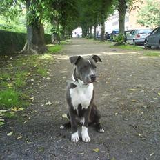 Amerikansk staffordshire terrier Smoki