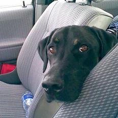 Blanding af racer janus