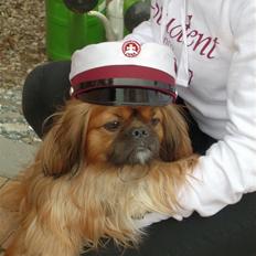 Blanding af racer Zeus