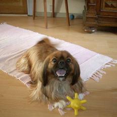 Blanding af racer Zeus