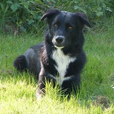 Blanding af racer Qimmit RIP