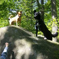 Blanding af racer Qimmit RIP