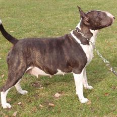 Bullterrier Molly +++R.I.P.+++