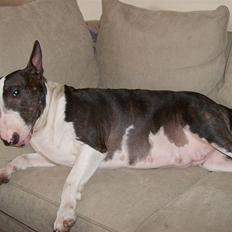 Bullterrier Molly +++R.I.P.+++
