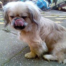 Pekingeser Beton
