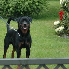 Rottweiler Anton