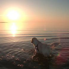 Golden retriever Buddy