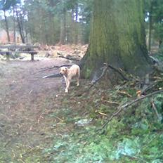 Labrador retriever Thor R.I.P.