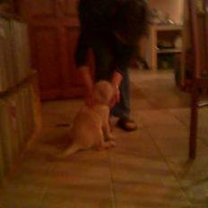 Labrador retriever Thor R.I.P.