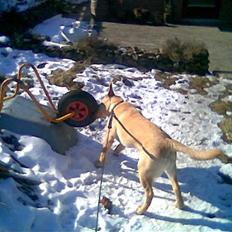 Labrador retriever Thor R.I.P.