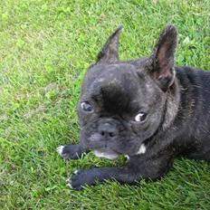 Fransk bulldog ~Chick~
