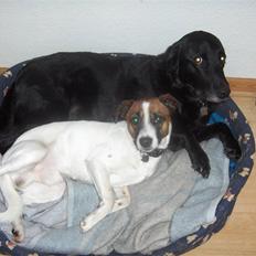 Labrador retriever Laban