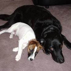 Labrador retriever Laban