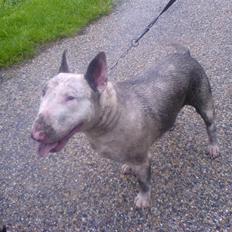 Bullterrier Ester 