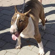 Bullterrier Alma 