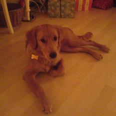 Golden retriever Bimse