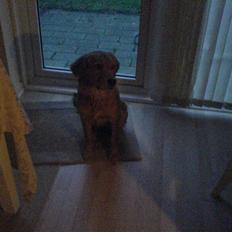 Golden retriever Bimse