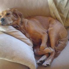 Golden retriever Bimse