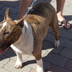 Bullterrier Alma 