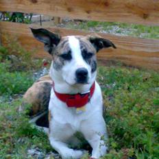 Blanding af racer amstaff/mutte Mille*