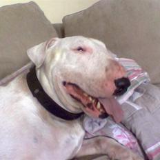 Bullterrier Thor +++R.I.P.+++