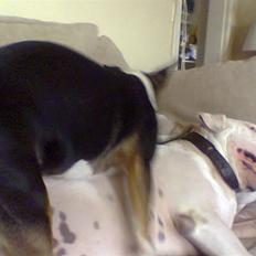 Bullterrier Thor +++R.I.P.+++