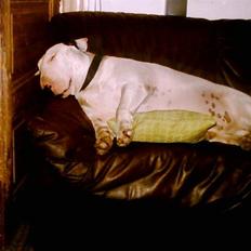 Bullterrier Thor +++R.I.P.+++
