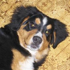 Berner sennenhund Afrodite