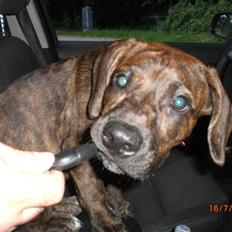 Blanding af racer Nala