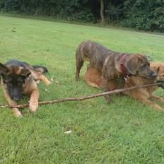 Blanding af racer Nala