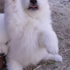 Japansk spids Kato - Bortgivet -