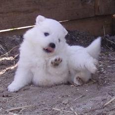 Japansk spids Kato - Bortgivet -