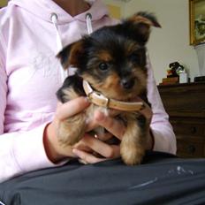 Yorkshire terrier Daisy