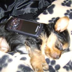 Yorkshire terrier Daisy