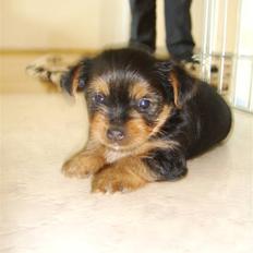 Yorkshire terrier Daisy