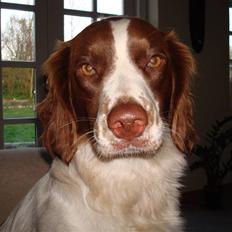 Field Trial spaniel Mille