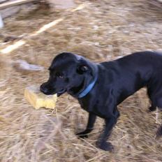 Labrador retriever Balder