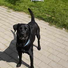 Labrador retriever Balder