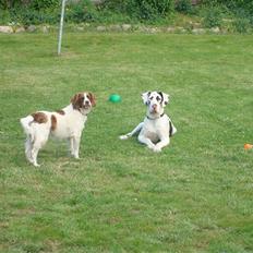 Field Trial spaniel Mille