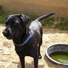Labrador retriever Balder