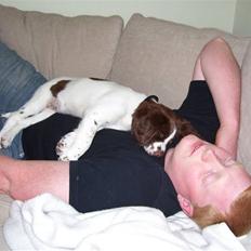 Field Trial spaniel Mille