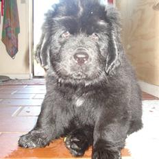 Newfoundlænder Luna