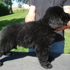 Newfoundlænder Luna