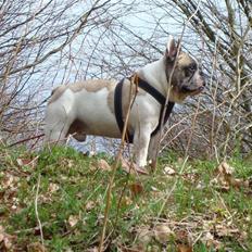 Fransk bulldog Oliver-Fawn De Los Tarant