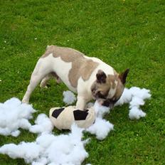 Fransk bulldog Oliver-Fawn De Los Tarant