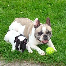 Fransk bulldog Oliver-Fawn De Los Tarant