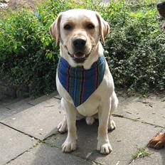 Labrador retriever Max